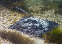 Thornback ray.
Streamstown Bay, Connemara.
D200,20mm. by Mark Thomas 